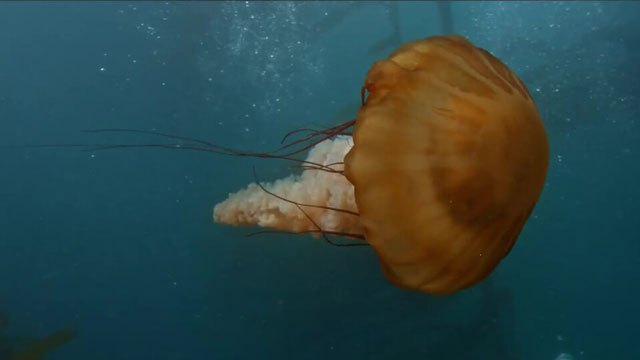 a jellyfish swimming in Olympic Coast Marine Sanctuary
