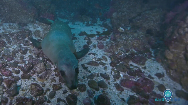 a sea lion on a rocky sea floor