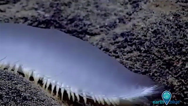 a polychaete worm on a rock