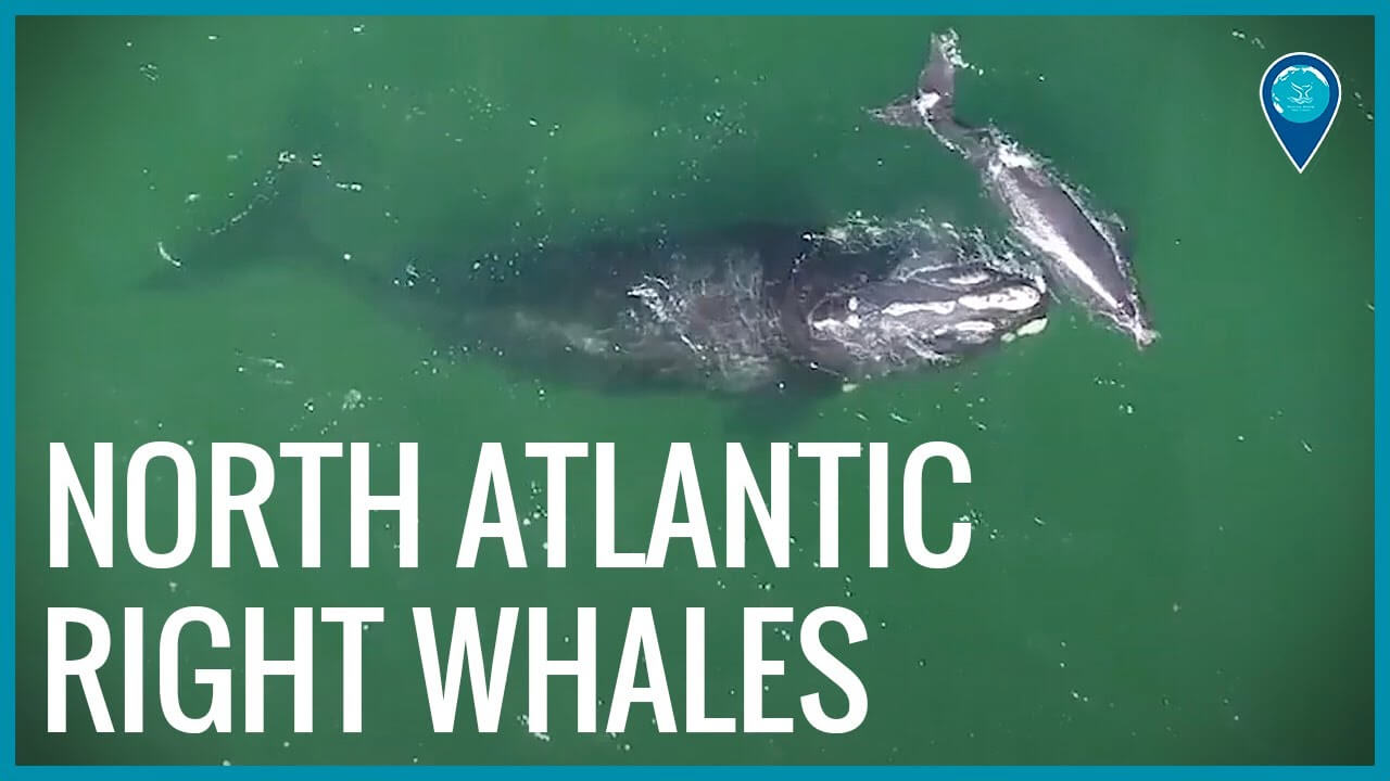 aerial view of right whales in the water