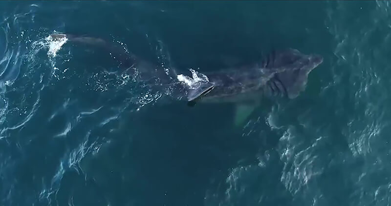 A basking shark seen from above