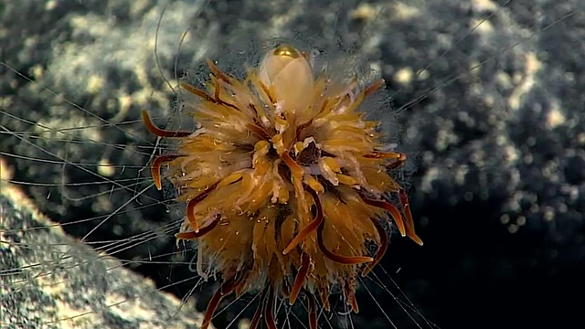 dandelion siphonophore