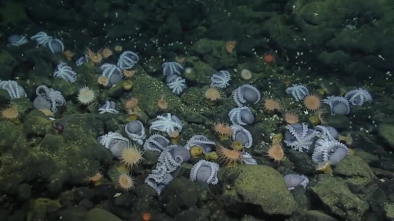Many octopuses on the sea floor