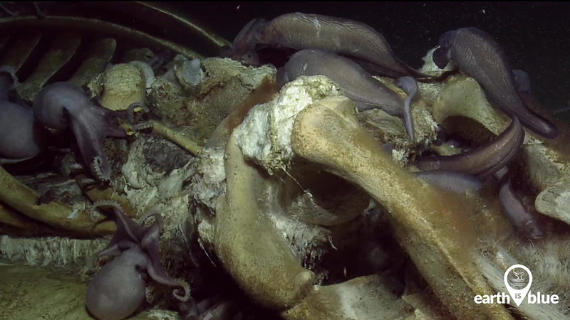 Octopuses and other sea creatures feed on a whale carcass 