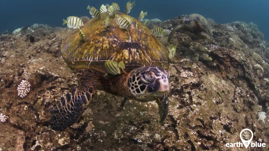 A green sea turtle surrounded by fish