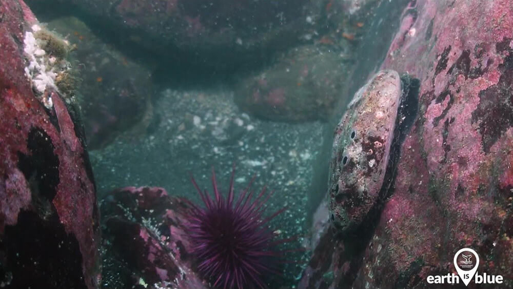 An abalone and sea urchin between underwater rocks