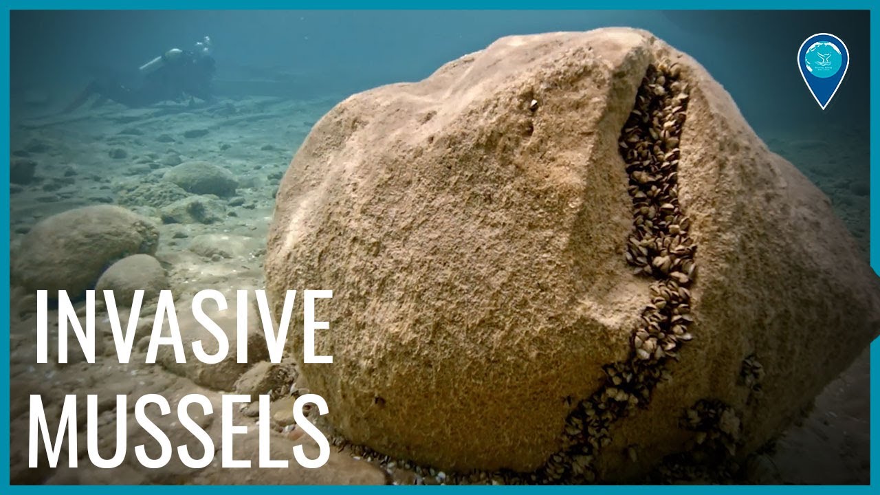 mussels cover a rock
