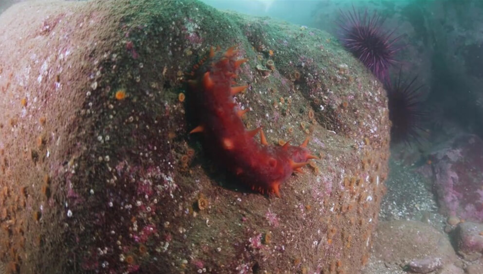A spiky red sea cucumber on a rock