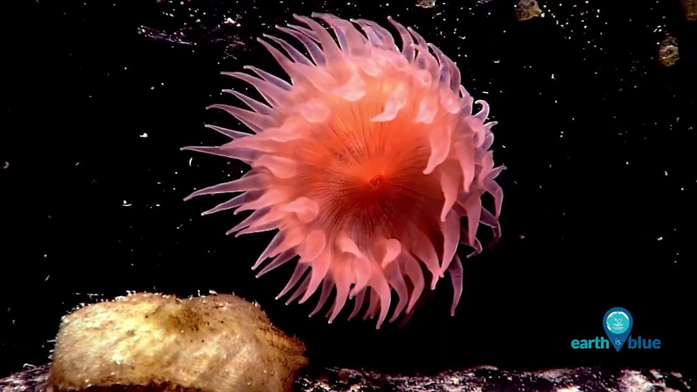 A bright pink anemone