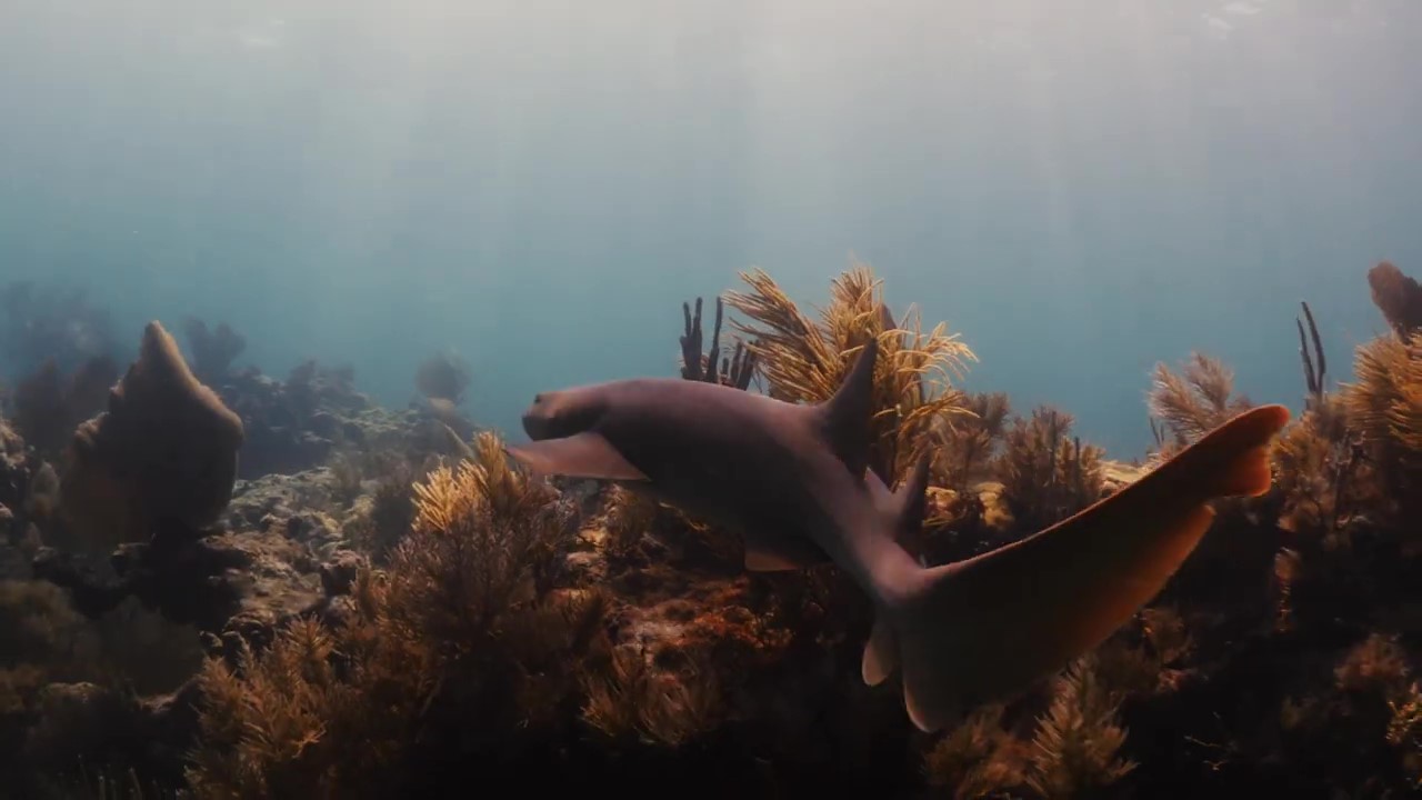 A shark swims through a reef