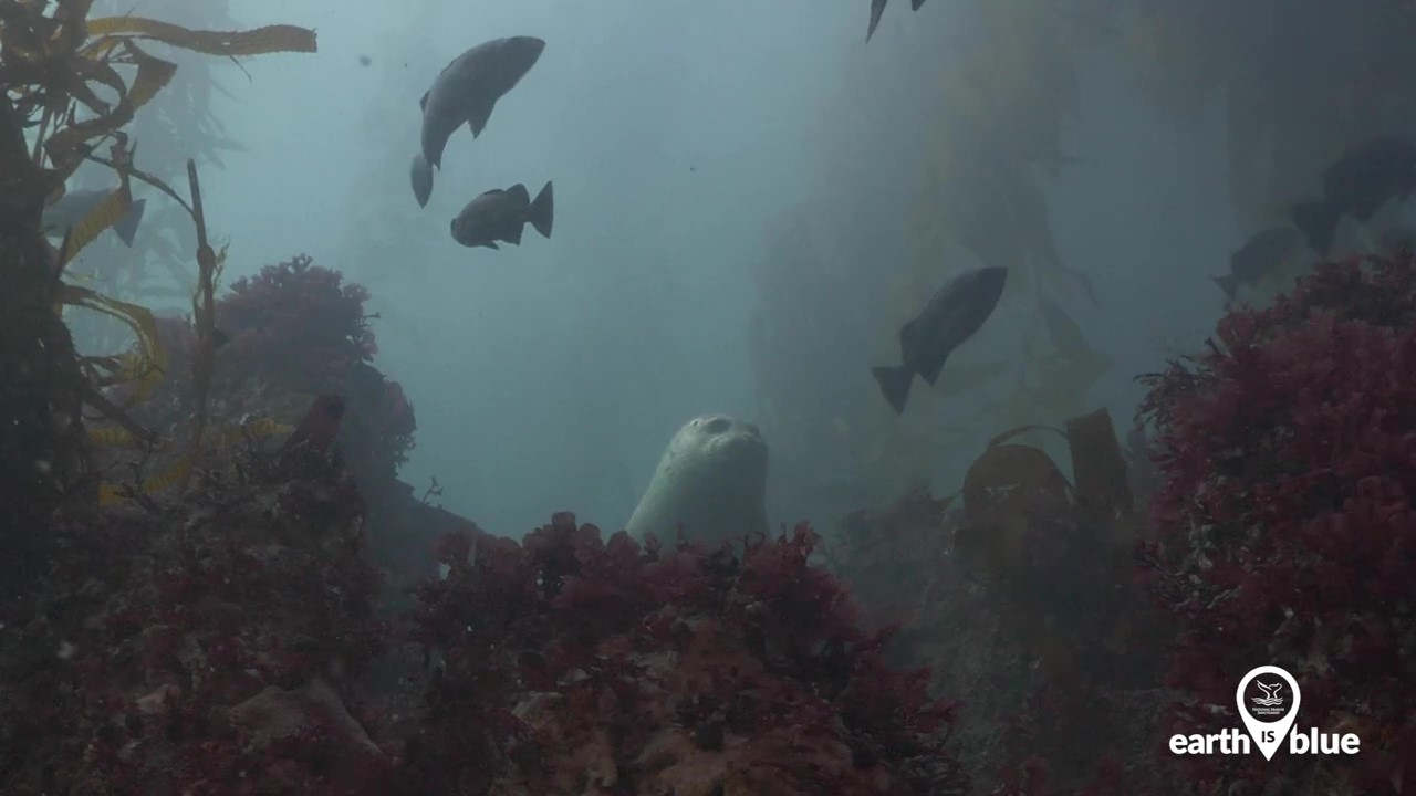 harbor seal and fish swimming in a kelp forest
