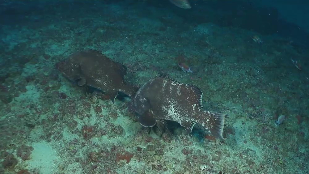 Two brown and white speckled fish
