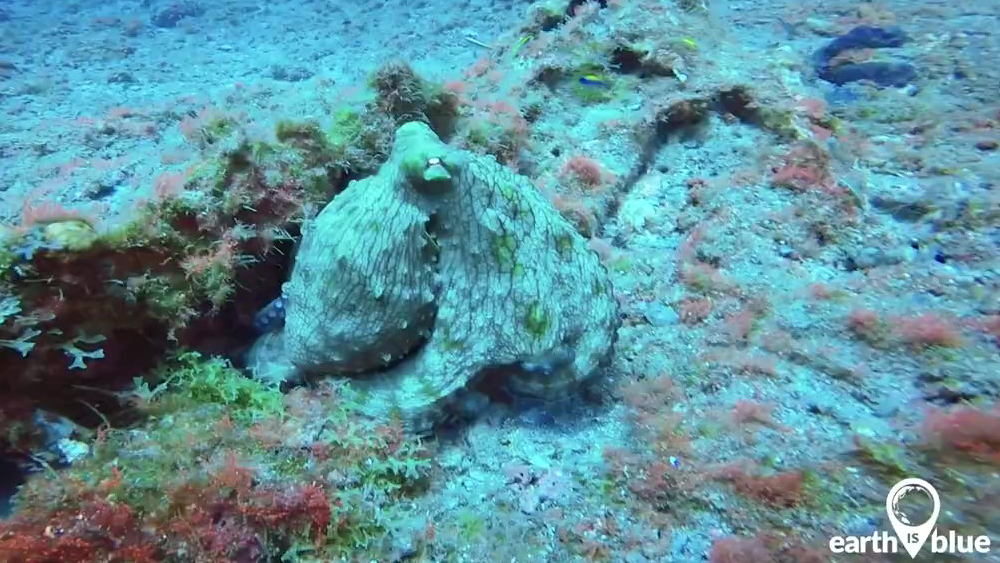 An octopus hides on the seafloor
