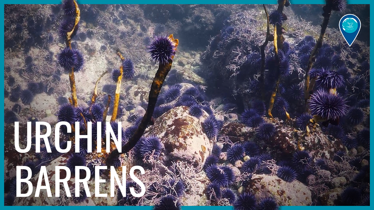 purple sea urchins coving the seafloor