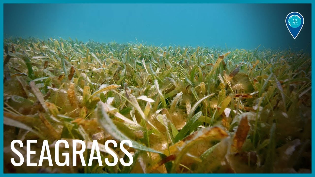 close-up on seagrass