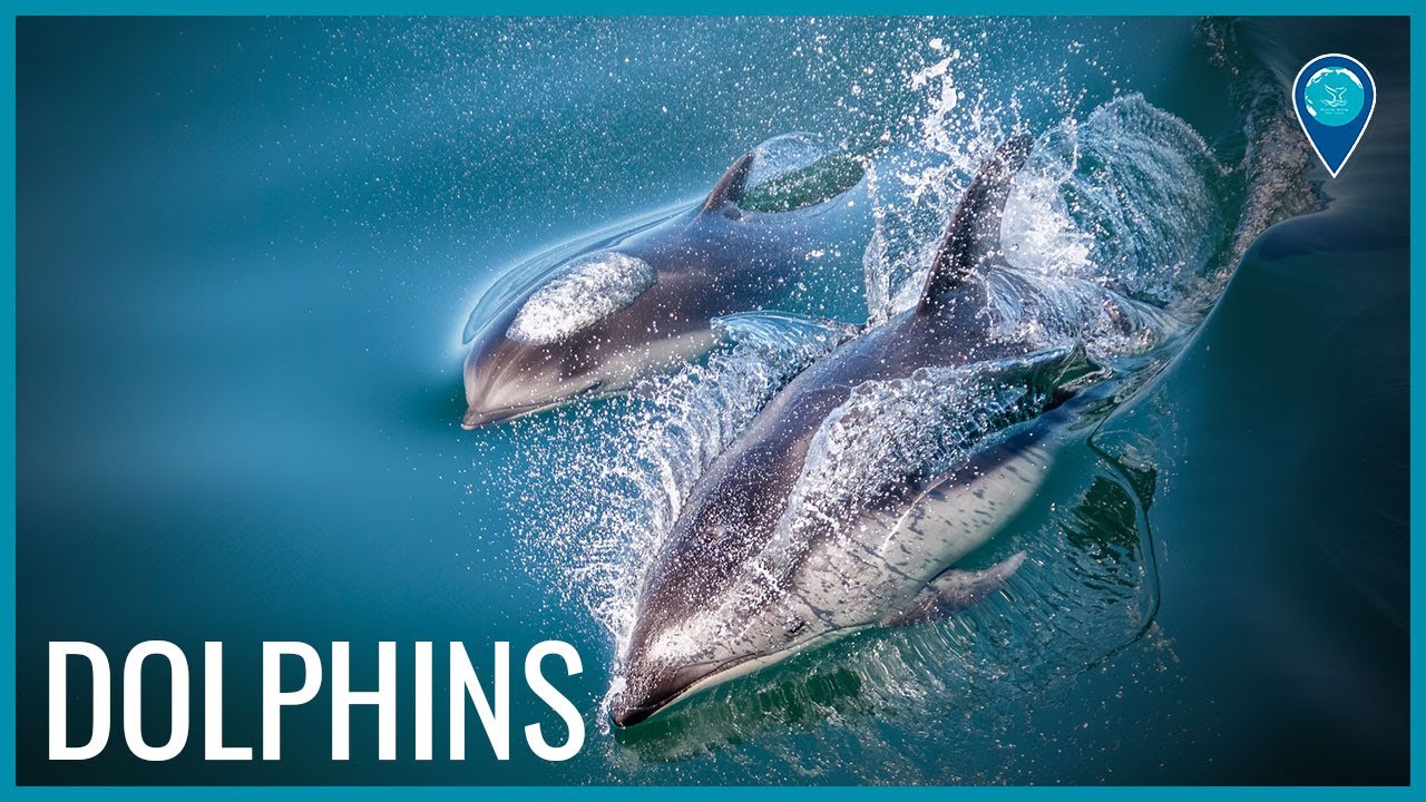 Dolphins at the surface of the water