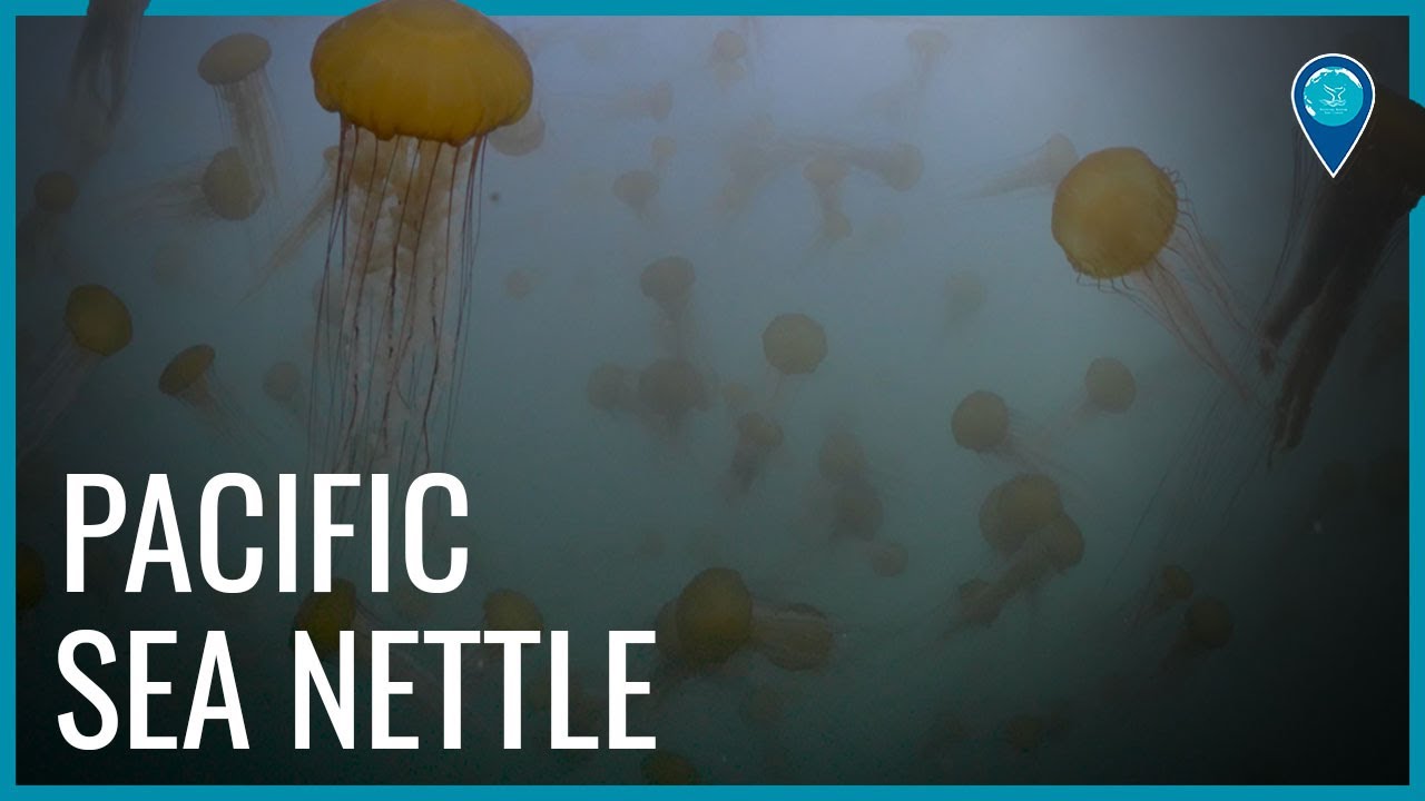 many sea nettles