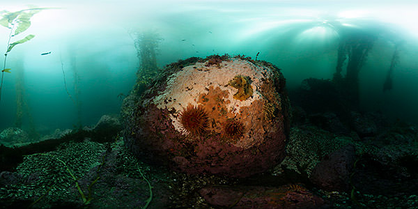 two white-spotted anemones are surrounded by at least two encroaching tunicate species
