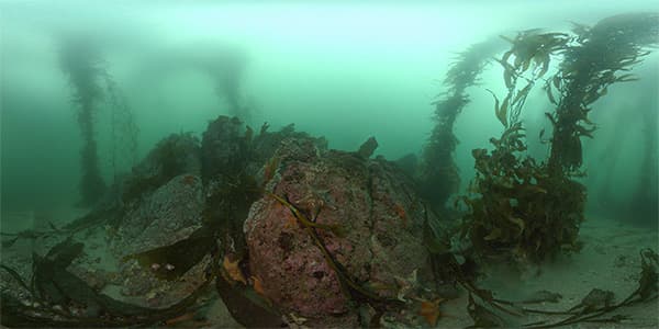 Bat stars and whelk eggs take over the boulder reef habitat of the kelp forest