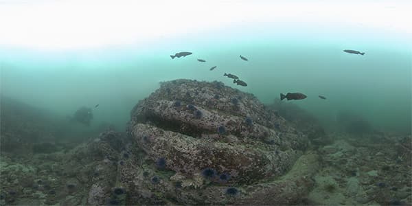 A school of Blue Rockfish swim by over an urchin dominated area