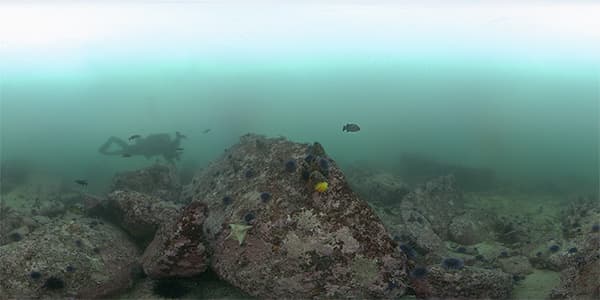 A reef habitat dominated by purple urchins with sightings of a diver, blue rockfish, nudibranchs, and bat stars