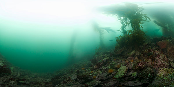 Sea lions swim through kelp