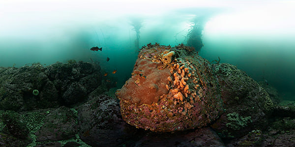 Juvenile fishes swim on edge of kelp forest
