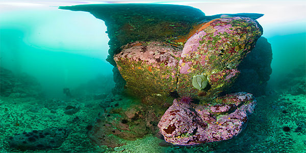 A gray puffball sponge looms above red urchins and orange cup corals on a rocky outcrop 