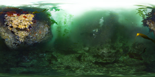 Diver explores colorful algae