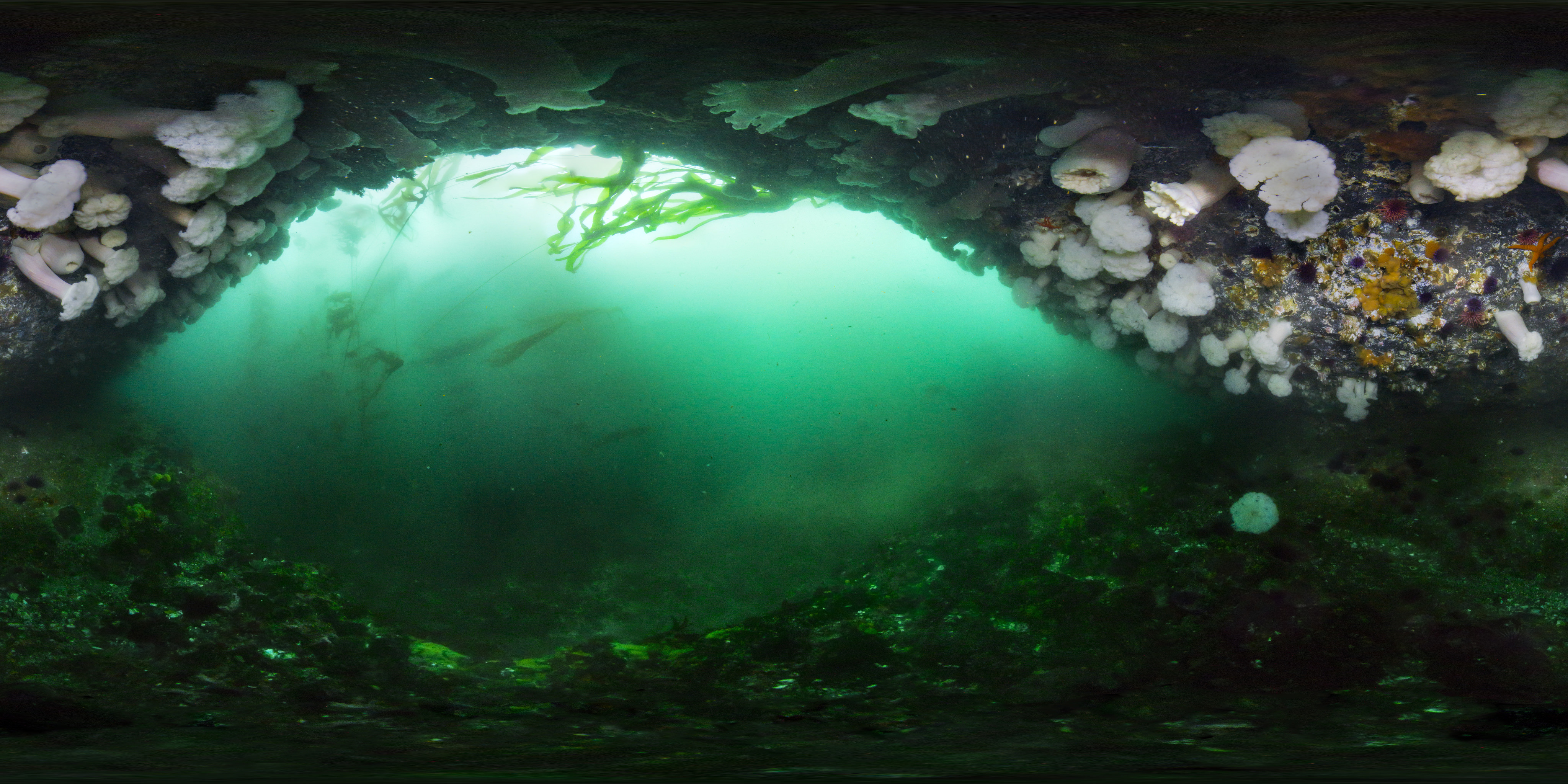 An overhang on Tatoosh Island covered with giant plumose anemones, Metridium farcimen.