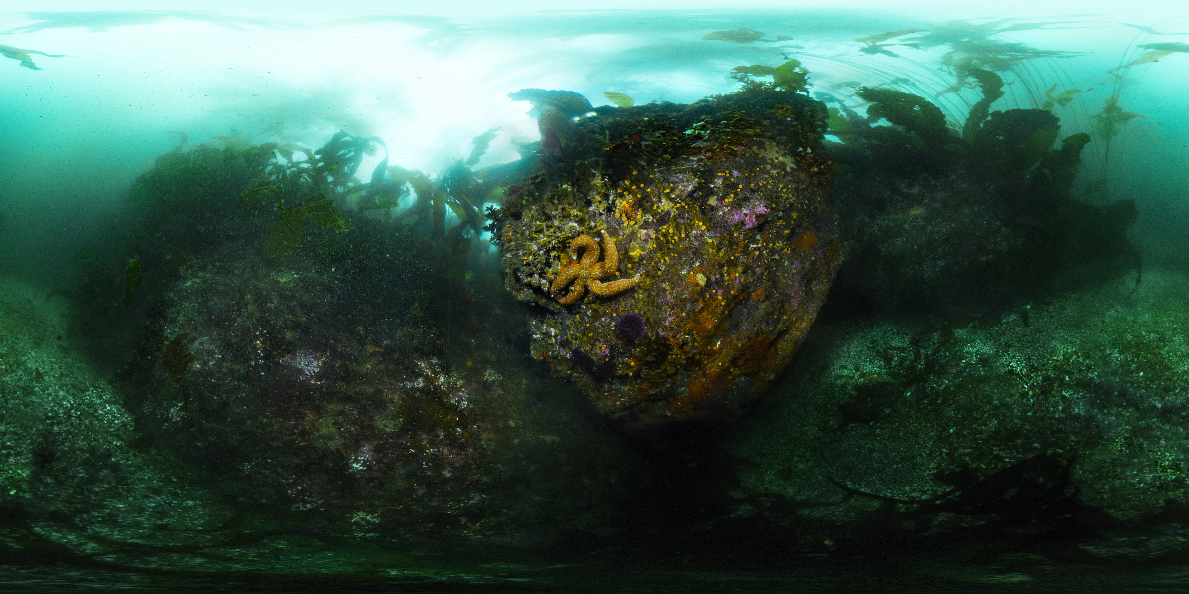 Hard substrate below the kelp canopy hosts a colorful palette of sea stars, sea urchins and cup corals