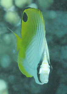 Threadfin butterfly fish