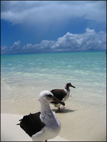 Beach with Albatross