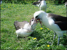 Albatross Meal Time
