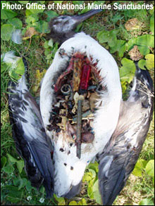 A recently expired Laysan Albatross chick with its belly full of plastic.