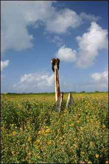 An old Coast Guard anchor sits deep within the Verbesina, a bright yellow flowering plant in the sunflower family that is an exotic, invasive plant on many of the atolls.