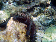 The crown of thorns (Acanthaster planci) is a major predator of coral reefs.