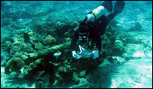 Marine Archeologist Tane Casserley carefully swims over the anchor, with underwater paper in hand.