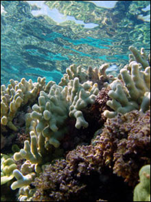 Thick finger coral (Porites duerdeni) provides shelter for a wide variety of reef fish.