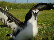 flapping albatross
