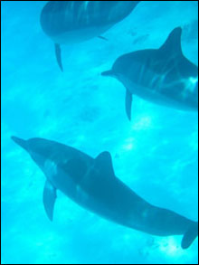 Dolphins from the large Kure Atoll pod.