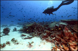A scientist descends upon the reef in the Northwestern Hawaiian Islands