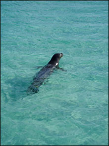 A large male Hawaiian monk seal swims by patrolling the beach while we were standing on the Green Island pier.