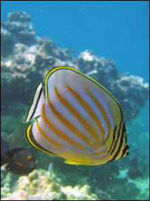 The ornate butterflyfish (Chaetodon ornatissimus) is one type of butterflyfish that is also a coral predator.