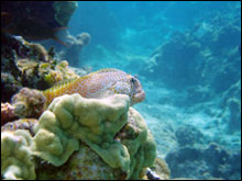 The shortbodied blenny (Exallias brevis) is an obligate corallivore, which feeds on coral.