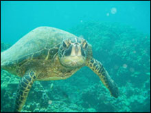 A curious Hawaiian green sea turtle approaches underwater at Puako in the main Hawaiian Islands.
