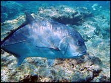 A giant trevally known as ulua in Hawai`i, is one of the apex predator fish commonly found in the Northwestern Hawaiian Islands.