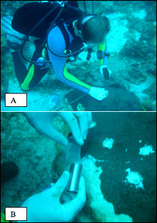 A.  Triplicate cores of coral tissue and skeleton being collected from an apparently healthy colony of M. annularis (complex).  B.  A 1.6-cm diameter core tube containing a sample of coral tissue, skeleton and mucus being deposited into a transport container.