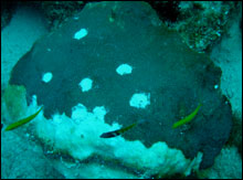 A colony of M. annularis (complex) exhibiting signs consistent with white plague type II.  Samples of coral tissue, skeleton and mucus were acquired during the 2006 FKNMS coral disease cruise.  Photo courtesy of Licia Solerno, R/V Nancy Foster.