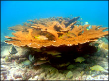 Elkhorn coral (<i>Acropora palmata</i>) providing a nice habitat for fish at Carysfort reef in the Florida Keys.  
